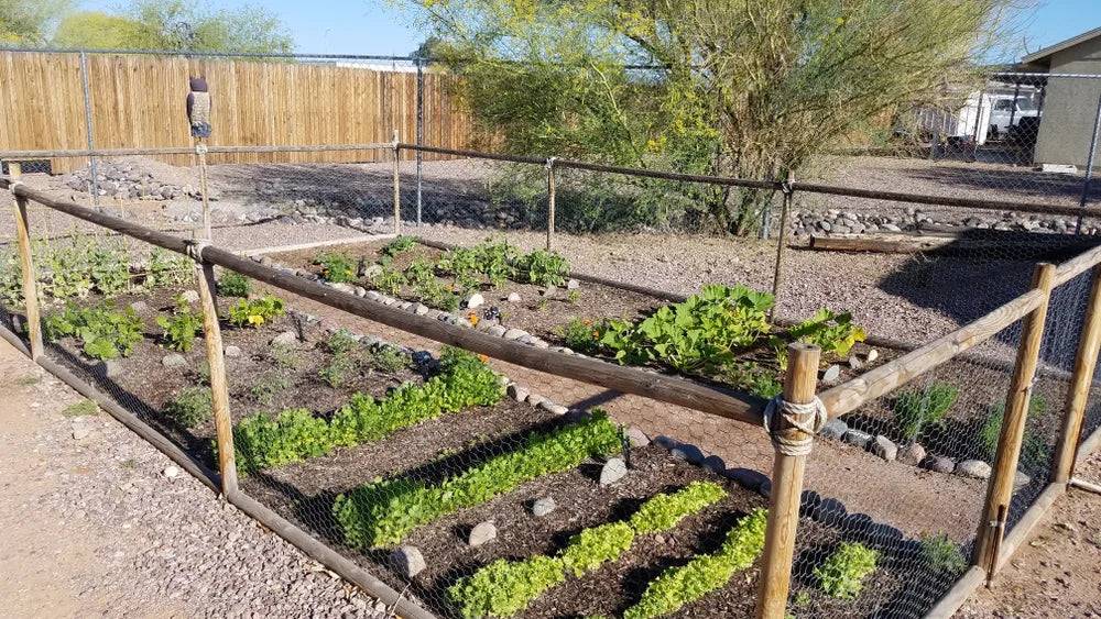 survivalist gardening guide illustrating a self-sufficient prepper's vegetable garden with raised beds and diverse crops