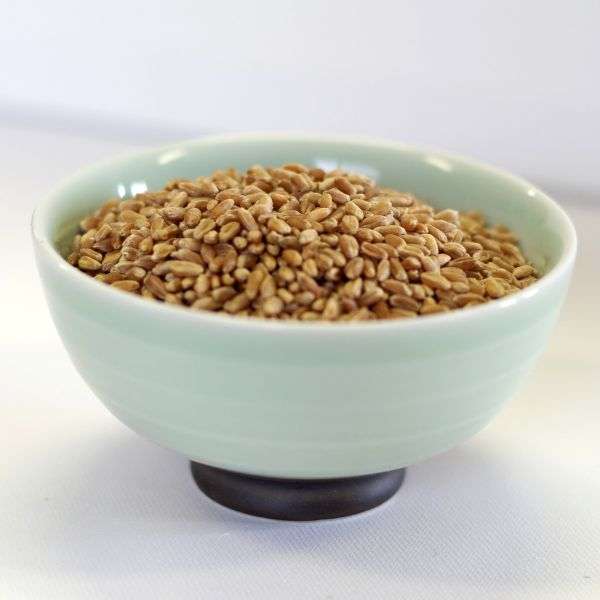 Six natural hard red wheat #10 cans for long-term food storage and cooking