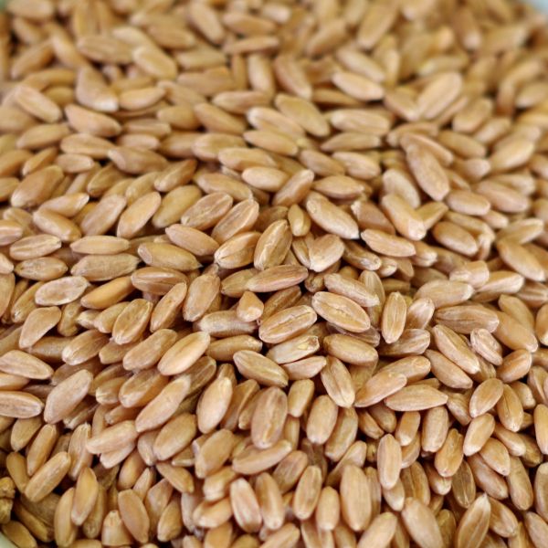 Spelt Natural 1.5# mylar bag