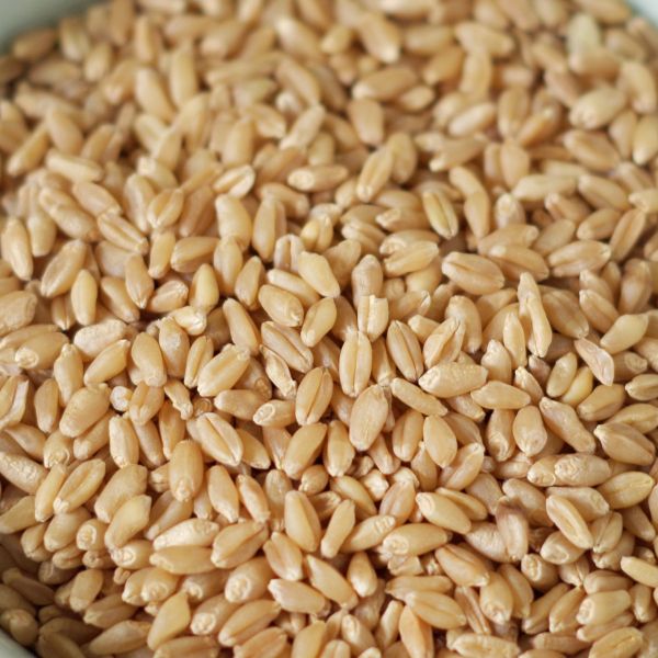 Hard White Wheat paper 50# bag