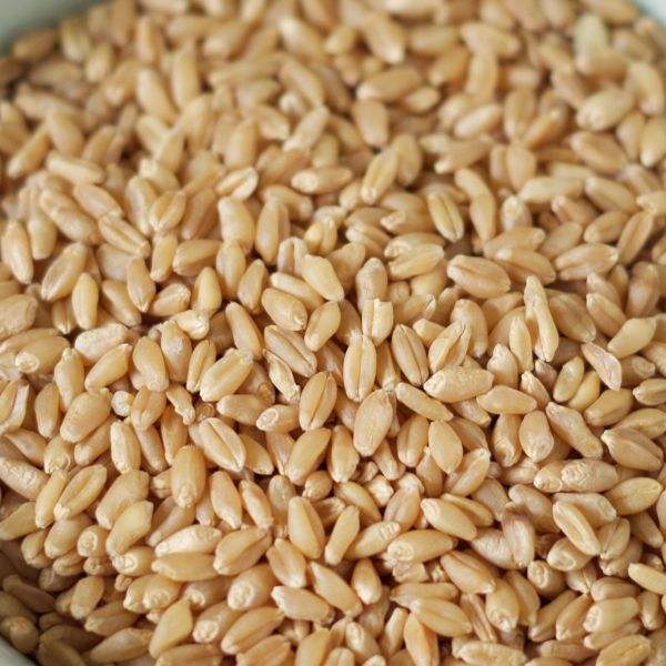 Hard White Wheat paper 50# bag