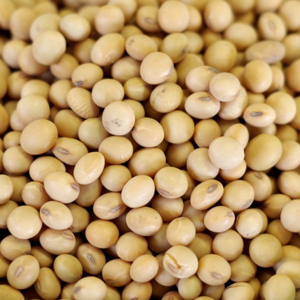 Soy Beans-Natural 25# bag