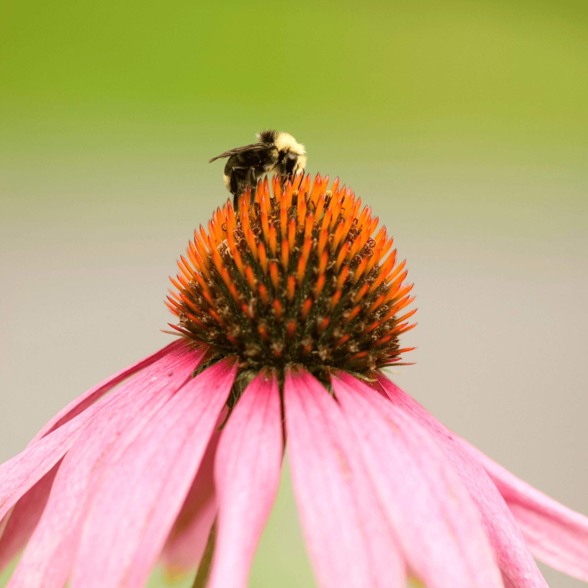 Seed Armory Survival Vaults Pollinator Power Vault Heirloom Seeds Pollinator Power Vault Heirloom Seeds | Seed Armory