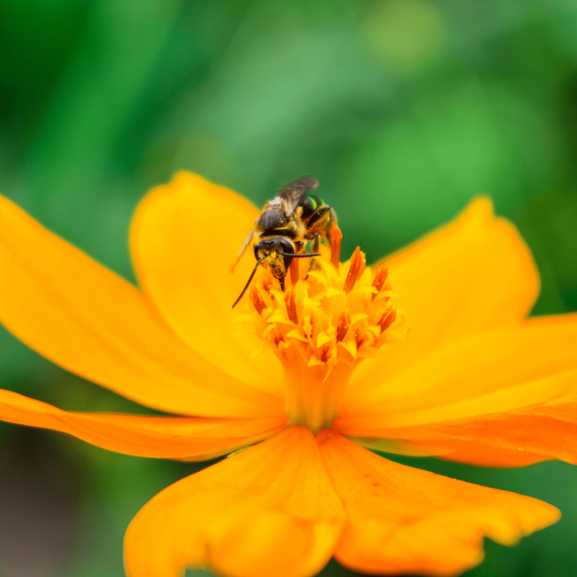 Seed Armory Survival Vaults Pollinator Power Vault Heirloom Seeds Pollinator Power Vault Heirloom Seeds | Seed Armory