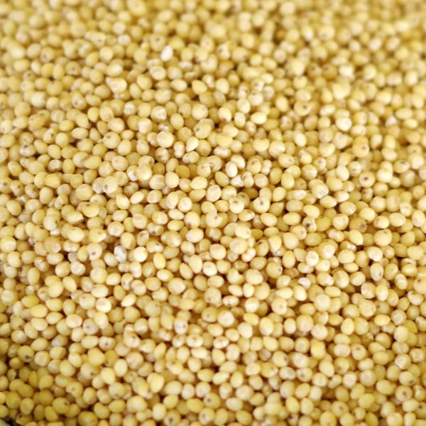 Hulled Millet 50 lb. bag