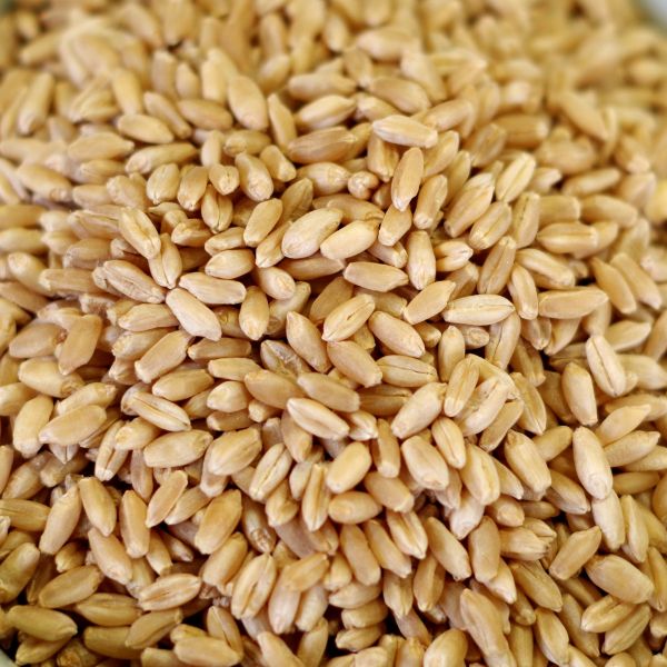 Hard White Wheat-Natural 88 oz #10 can