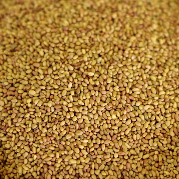 Alfalfa Seed 25 lb. bag