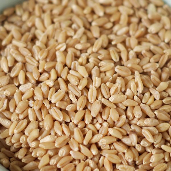 Hard White Wheat 5 gal 36# SP