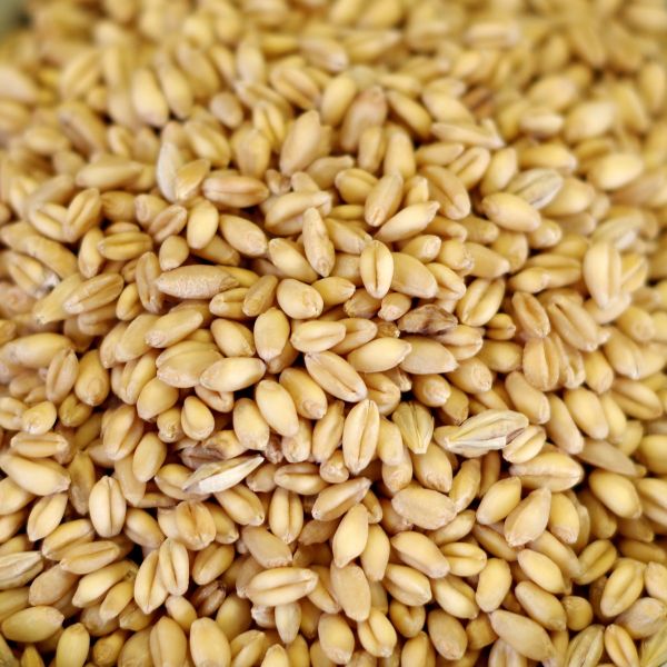 Soft Wheat 36 lb. 5 gal SP