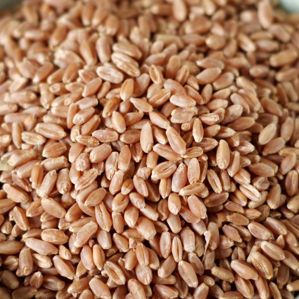 Hard Red Wheat 5 gal 36# SP