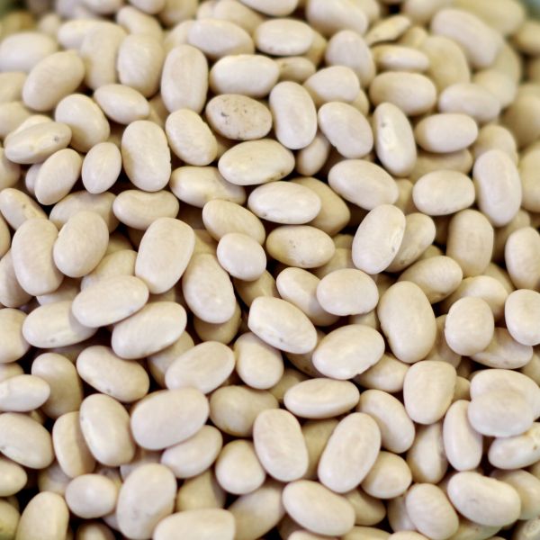 Small White Beans-Natural 5 gal 36# SP