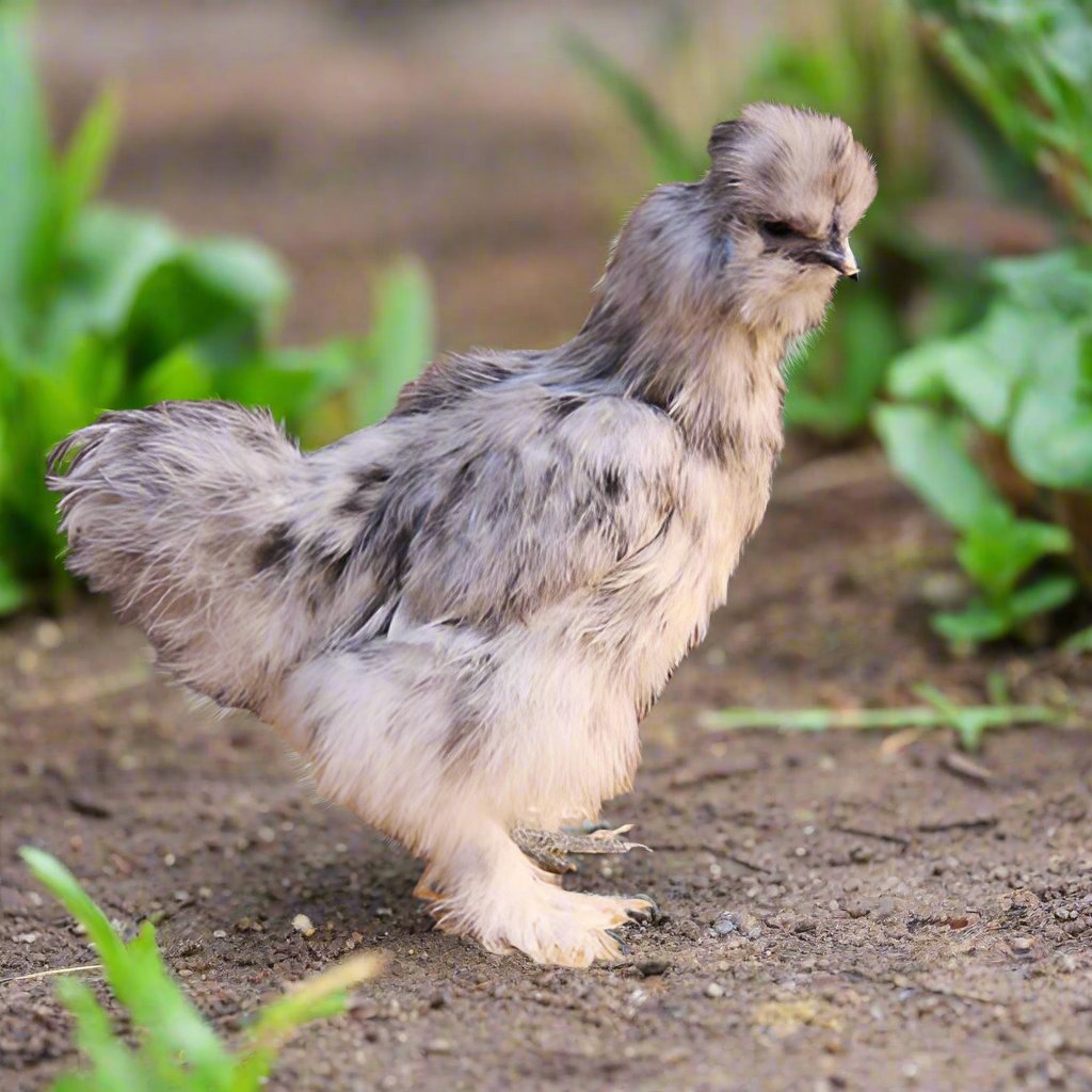 Silkie Chicks – Buy 6 + 3 Bonus Free (9 Unsexed, Mixed Colors, Shipping Included)