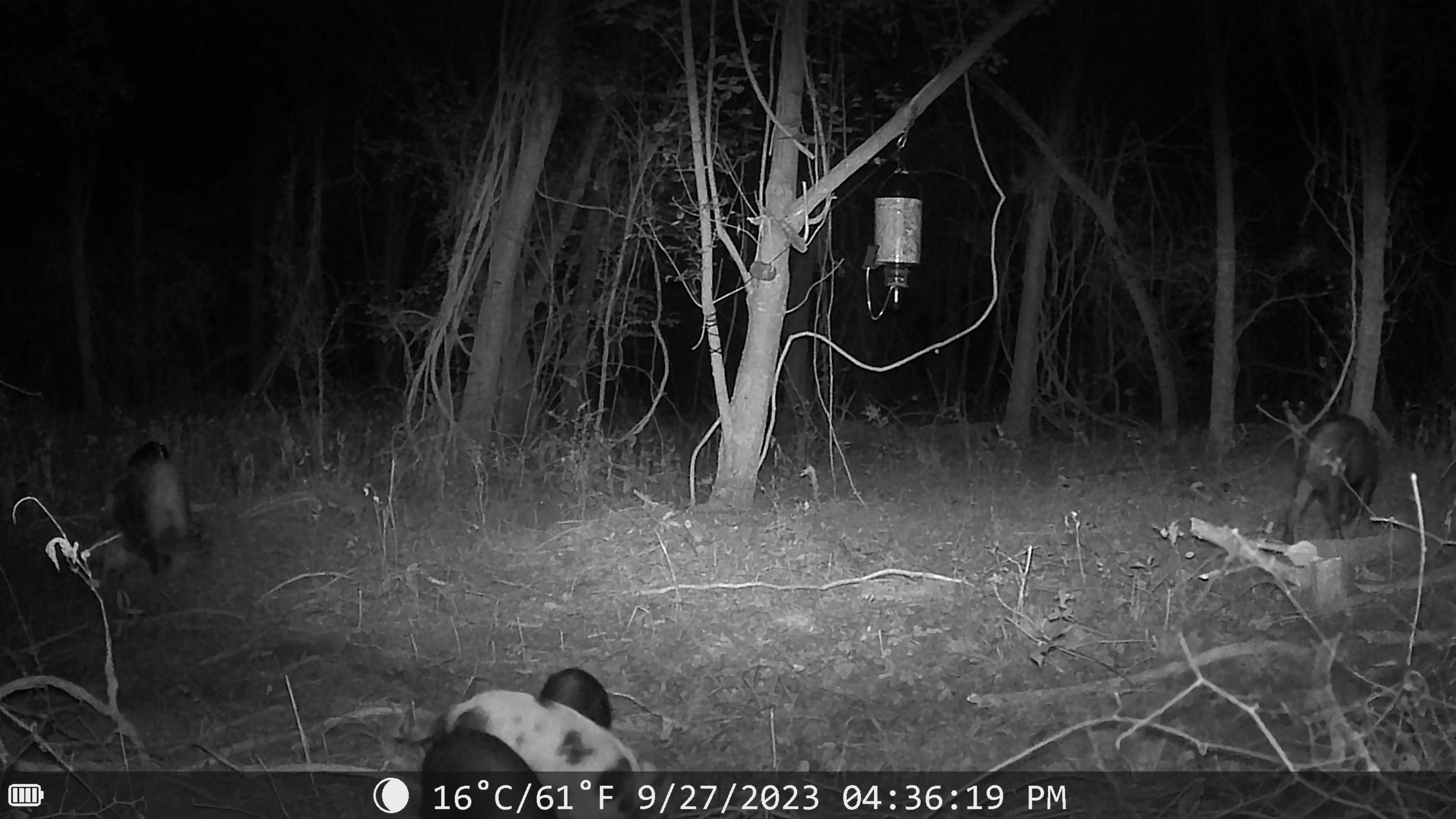 Sentinel Night Vision Trail Camera